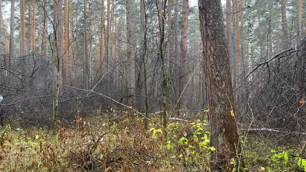 Тело убитой женщины обнаружили в Юго-Западном лесопарке Тело убитой женщины обнаружили в Юго-Западном лесопарке