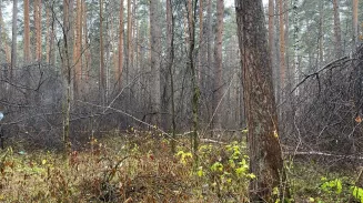 Тело убитой женщины обнаружили в Юго-Западном лесопарке