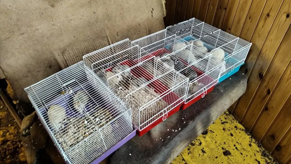 Настоящий «Крыскин дом» обнаружили волонтеры в Екатеринбурге