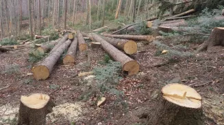 Украл лес на 3 млн: житель Верхнего Уфалея осужден за контрабанду