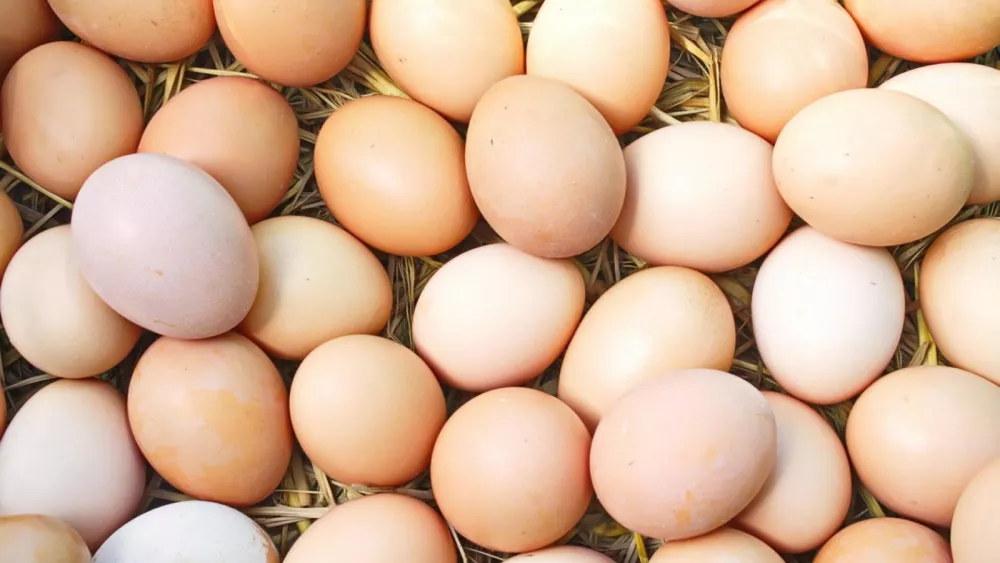 Свердловское предприятие отправило 55 тысяч инкубационных яиц в Сирию Свердловское предприятие отправило 55 тысяч инкубационных яиц в Сирию