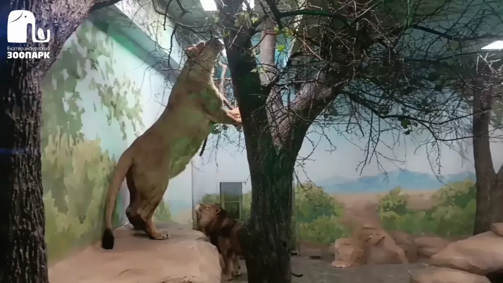 Львы Эрни и Мира переехали в обновленный вольер екатеринбургского зоопарка