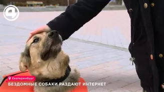 В Екатеринбурге бездомные собаки раздают интернет