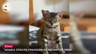 Кошка Мася спасла семью из Екатеринбурга от ядовитой змеи на острове Бали