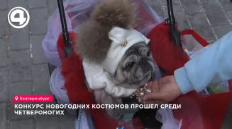 Конкурс новогодних костюмов прошел среди четвероногих