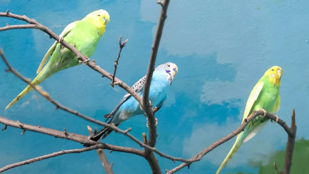 В Екатеринбургский зоопарк привезли 10 волнистых попугаев из парка «Малинки»