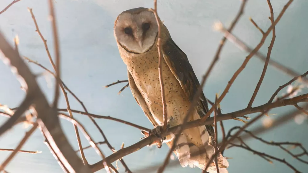 Айгуль и Динара из Казахстана поселились в Екатеринбургском зоопарке Айгуль и Динара из Казахстана поселились в Екатеринбургском зоопарке