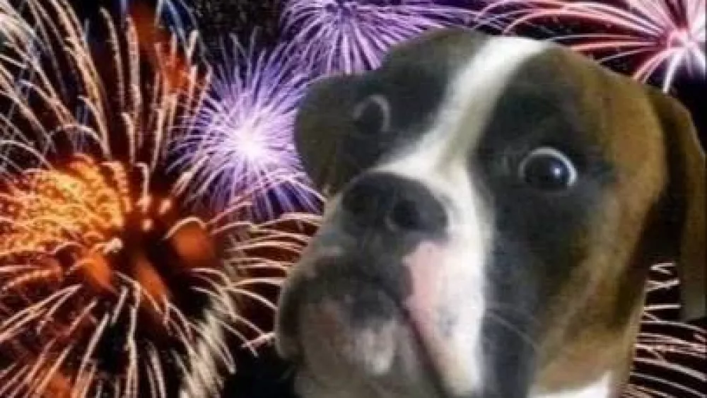 Собаки испытывают стресс из-за салютов в новогоднюю ночь – эксперт дал советы владельцам
