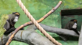 В Екатеринбургском зоопарке поселились «мудрецы» — мартышки Бразза