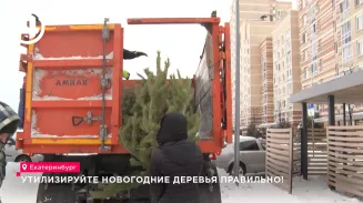 На Новый год свердловчане срубили 13 тысяч елей