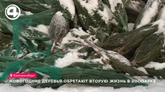 Нераспроданные новогодние ели обретают вторую жизнь в Екатеринбургском зоопарке