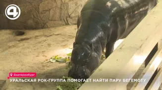 Рок-группа «Топ» поможет найти пару бегемотихе Еве