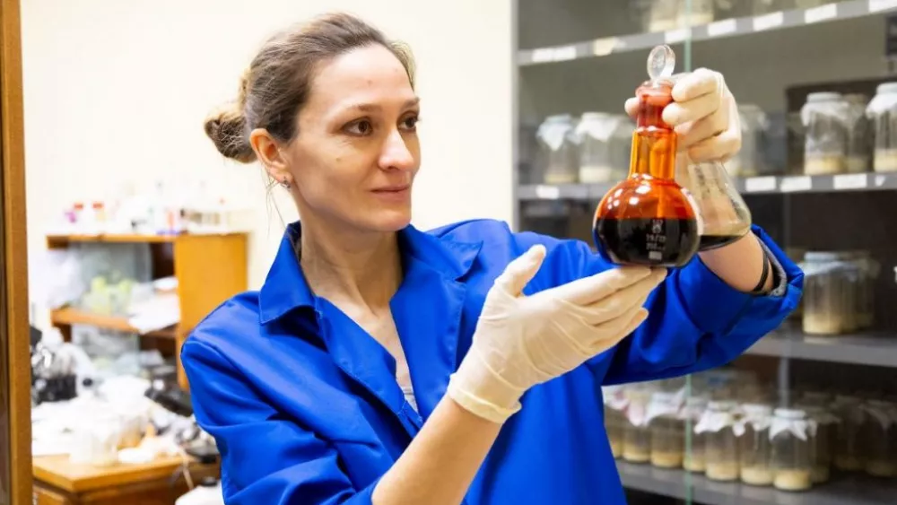 Биологи УрФУ нашли природный протектор от побочных эффектов химиотерапии в уральских грибах Биологи УрФУ нашли природный протектор от побочных эффектов химиотерапии в уральских грибах