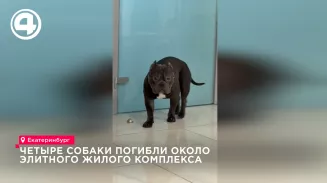 Четыре собаки отравлены в Октябрьском районе