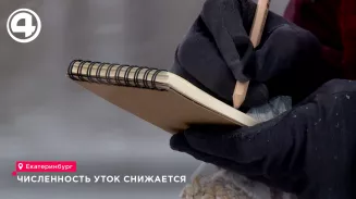 Численность уток сократилась почти наполовину по сравнению с 2024 годом