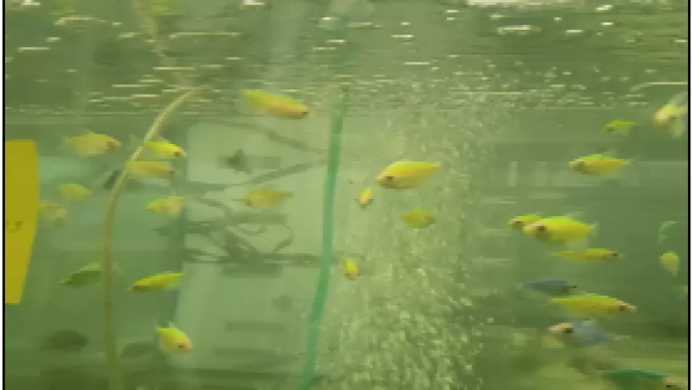 Около 500 особей аквариумных рыб прибыли в Екатеринбург под контролем Россельхознадзора