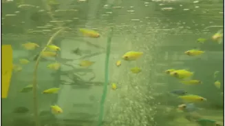 Около 500 особей аквариумных рыб прибыли в Екатеринбург под контролем Россельхознадзора