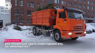 Екатеринбуржцы сдали на переработку более 13 тысяч елок, сбор продлится до 5 февраля