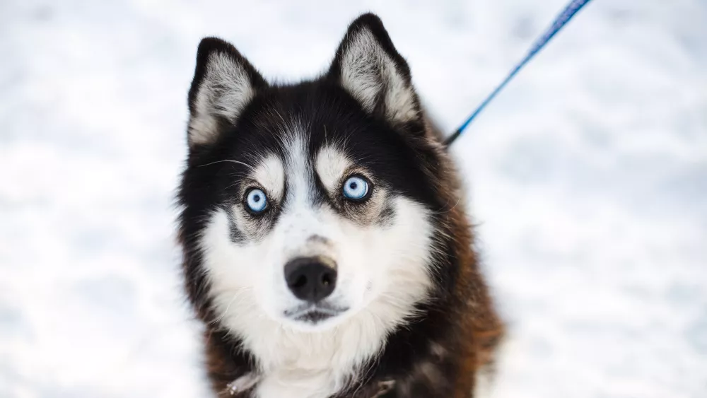 Обнять и забрать домой хаски из приюта смогут жители Екатеринбурга