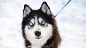 Обнять и забрать домой хаски из приюта смогут жители Екатеринбурга