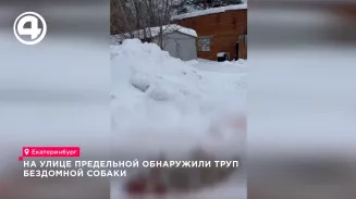 Волонтёры сообщили о гибели собаки в Совхозном