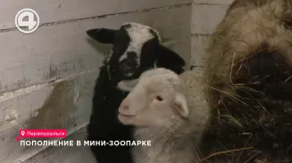 Овечки в Первоуральском мини-зоопарке принесли потомство