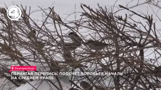 В Екатеринбурге началась зимняя перепись воробьёв
