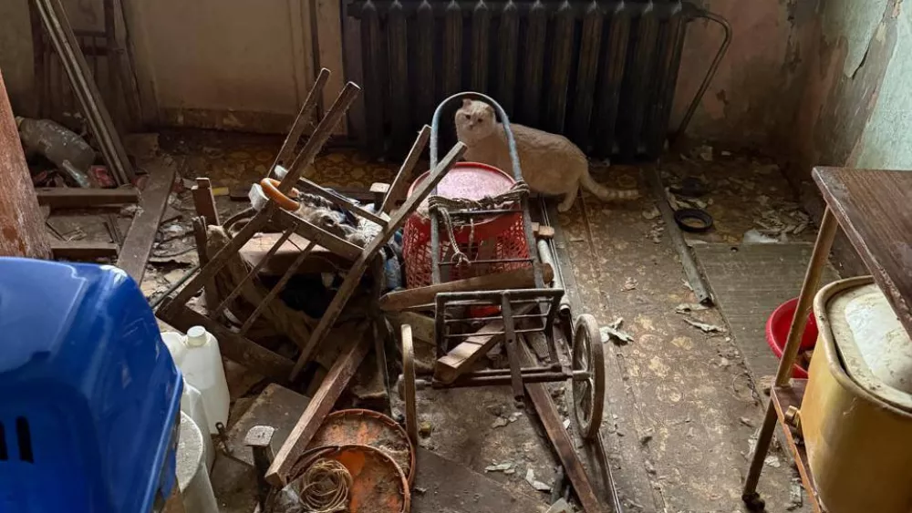 Приставы предоставили доступ в квартиру хозяйки 10 кошек