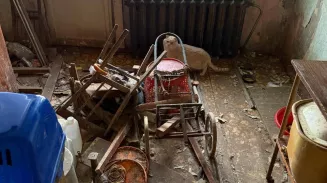 Приставы предоставили доступ в квартиру хозяйки 10 кошек