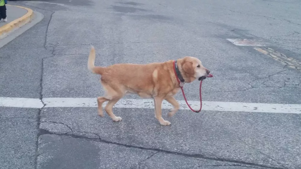 Налог на выгул собак могут ввести в России