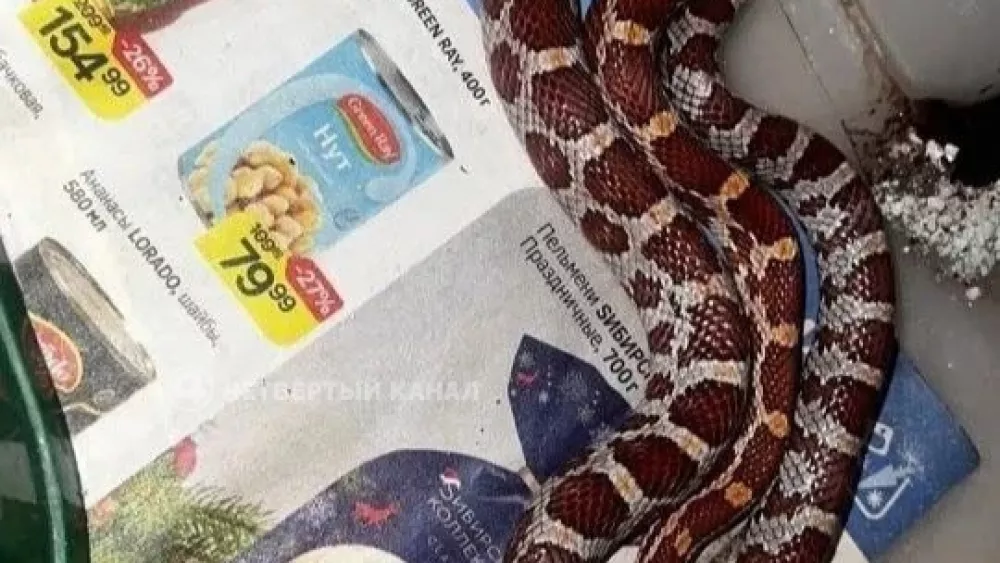 В екатеринбургском трамвае потерялся маисовый полоз