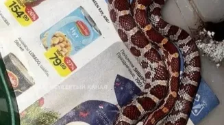 В екатеринбургском трамвае потерялся маисовый полоз