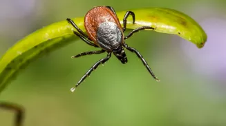 Прививка от клеща: сколько действует и когда нужна ревакцинация Прививка от клеща: сколько действует и когда нужна ревакцинация