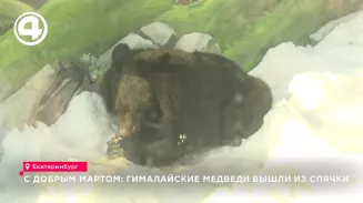 В Екатеринбургском зоопарке проснулись гималайские медведи