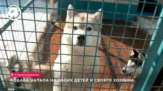В Арамиле хаски искусала двоих детей и их хозяина