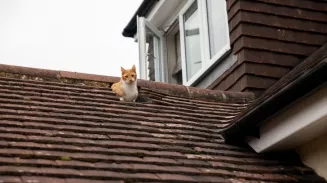 Что делать, если с крыши потекла вода, а УК молчит: инструкция от жилищного надзора