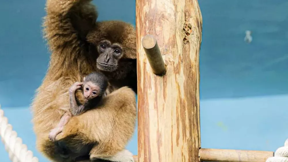В екатеринбургском зоопарке родился белорукий гиббон