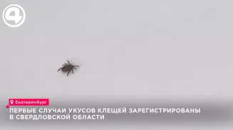 Первые клещи атаковали свердловчан - зарегистрировано уже два укуса