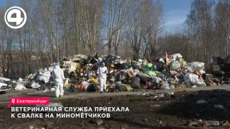 Ветеринарная служба приехала к свалке на Миномётчиков Ветеринарная служба приехала к свалке на Миномётчиков