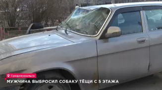 Мужчина выбросил собаку тёщи с 5 этажа Мужчина выбросил собаку тёщи с 5 этажа
