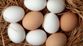 Рост цен на яйца и молоко в России проверит ФАС