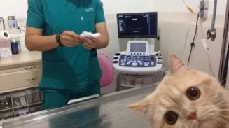 Уйти на больничный с питомцем теперь можно в Италии