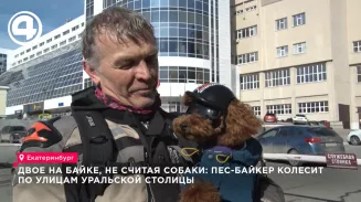 Двое на байке, не считая собаки: пес-байкер колесит по улицам уральской столицы Двое на байке, не считая собаки: пес-байкер колесит по улицам уральской столицы