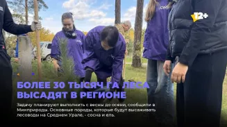 Более 30 тысяч га леса высадят в регионе