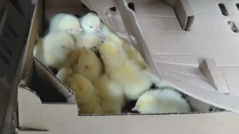 Более 200 тысяч суточных цыплят вывезли из региона в Центральную Азию