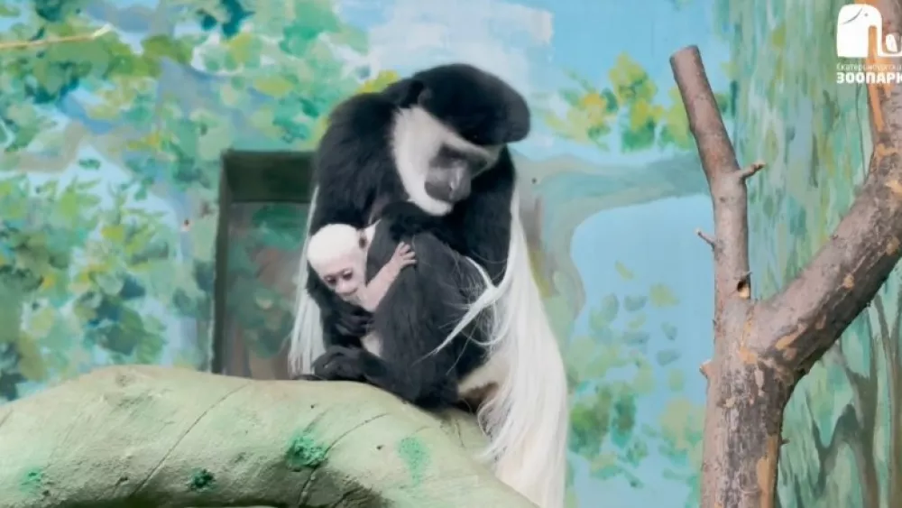 Малыш родился у колобусов в зоопарке Екатеринбурга