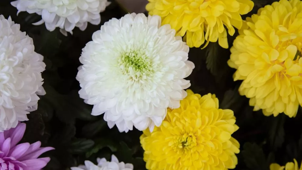 Партию заражённых хризантем из Нидерландов уничтожили в Екатеринбурге