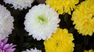 Партию заражённых хризантем из Нидерландов уничтожили в Екатеринбурге