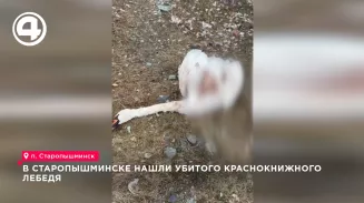 В Старопышминске нашли убитого краснокнижного лебедя