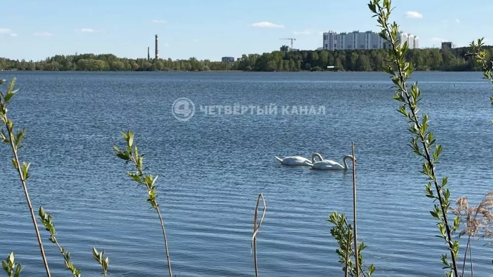 Лебедей-неразлучников заметили на Шарташе